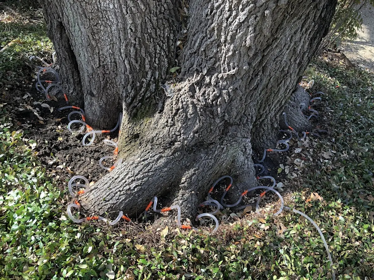 Detailed Tree Cabling and Bracing job site in Wyandotte