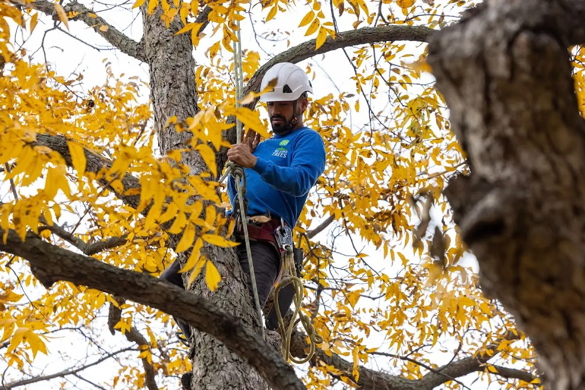 Skilled Tree Planing crew working in Wyandotte